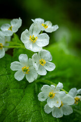 雨に透ける サンカヨウ（山荷葉） 撮影地：天生県立自然公園