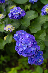 紫陽花