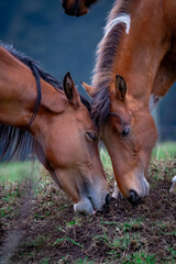 Obraz premium portrait of a horse