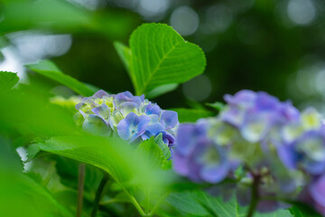 多摩川台公園の紫陽花