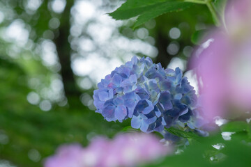 多摩川台公園の紫陽花