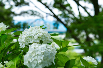 多摩川台公園の紫陽花