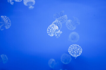 Jellyfish (scientific name: Medusozoa). 