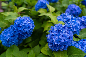 紫陽花