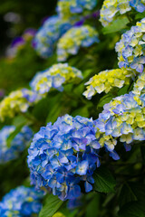 紫陽花