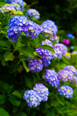 紫陽花