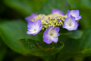 紫陽花