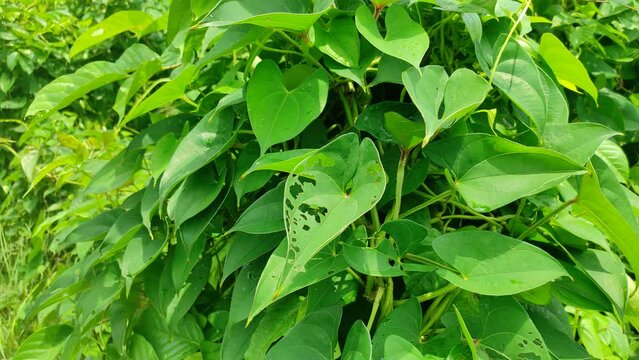 "Marvel at the beauty of Dioscorea bulbifera, its lush foliage and unique bulbils adding charm to any garden. Nature's beauty in every vine."