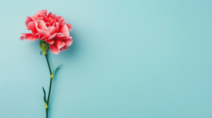 A carnation on a flat light blue background,