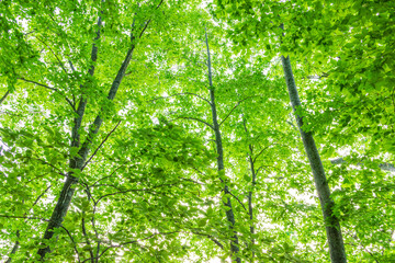 Obraz premium green leaves in the forest