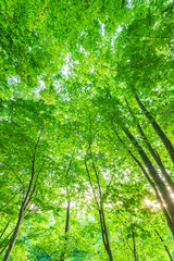 green forest with sun rays