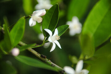 White flowers from the pistils of Lime trees that bloom and are ready to become fresh lime fruit