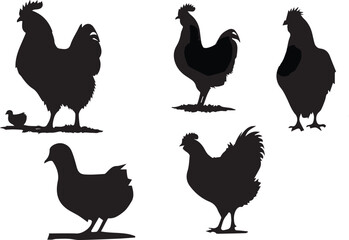 Hand drawn rooster outline illustration
