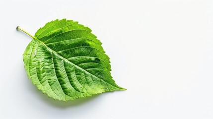 Fototapeta premium Isolated green leaf on a white background