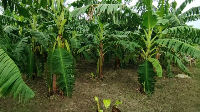 Bananas field are a group of varieties of banana with yellow skin. Some are smaller and plumper than the common Cavendish banana, others much larger.