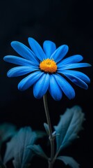 Close-up of a vibrant blue daisy with yellow center on dark background