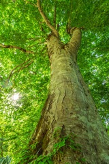 Fototapeta premium Green forest. Tree with green Leaves and sun light. 