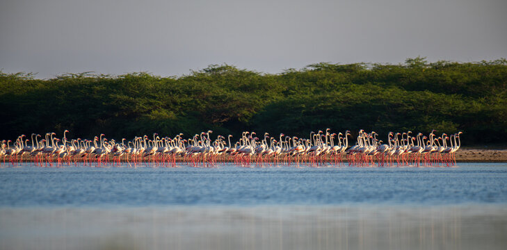 A large flock of Greater Flamingos standing in water with lush greenery in the background at lagoons in Mannar, Sri Lanka.