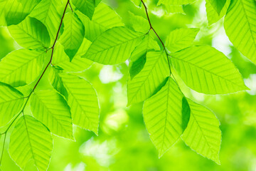 green leaves background
