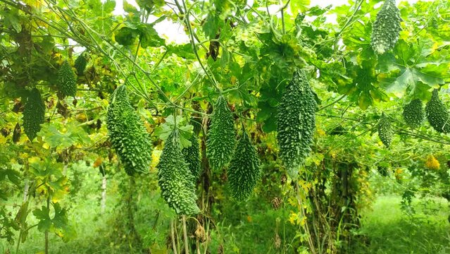 Organic Methods for Growing Bitter Gourd Plants