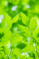 green leaves background