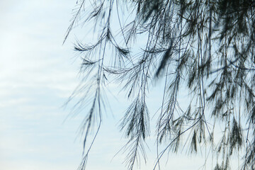 Cemara laut or Casuarina Equisetifolia on the edge of the beach whose leaves and chains are blown...