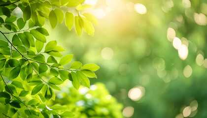 ナチュラル グリーン 自然 フレッシュ リラクゼーション エコロジー ヘルシー クリーン サステナビリティー 環境 木漏れ日 森林浴 リフレッシュ ヒーリング 自然療法 背景