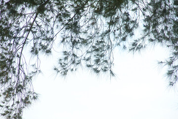 Cemara laut or Casuarina Equisetifolia on the edge of the beach whose leaves and chains are blown by the wind