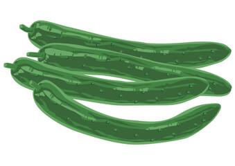 瑞々しいキュウリのベクターイラスト