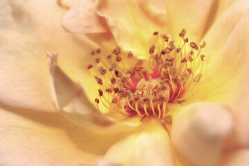 Obraz premium Beautiful fresh rose flower in the garden. Rose flowers on the background blurry roses flower in the garden of roses