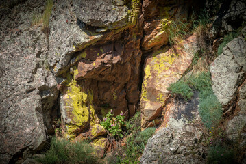 Plantas y flores en el campo en verano. Plantas y flores en el campo por la mañana. flores plantas silvestres y amapolas. explosión de flores y plantas en primavera en españa