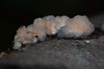 Mushroom foraging in the Dolomite mountains during autumn in Italy 
