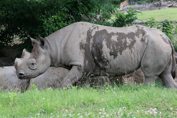 Obraz premium ヒガシクロサイ