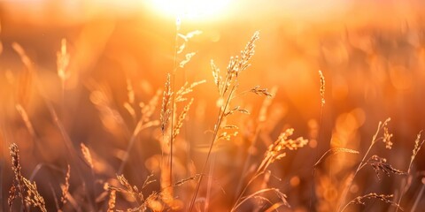Sun shining on a field of dry grass. Golden hour nature concept.