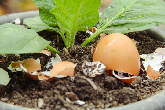 Egg shells and plants, the benefits of calcium from egg shells are good for plant fertility