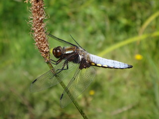 The broad-bodied chaser (Libellula depressa), male perching on ribwort plantain