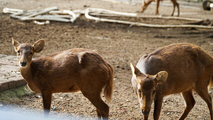 Fototapeta premium Scenic view of a Bawean deer found roaming around in a zoo. The Bawean deer, is a highly threatened species of deer endemic to the island of Bawean