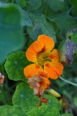 Close up of orange nasturtium (tropaeolum) flowers in bloom, orange nasturtium flowering in the garden, Nasturtium flowers bloom in summer