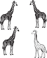 Hand drawn giraffe outline vector illustration 
