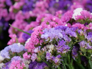 close-up, macro wildflower 