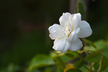Obraz premium Beautiful White rose flower closeup in garden, A very beautiful rose flower bloomed on the rose tree, Rose flower, bloom flowers, Natural spring flower, Nature
