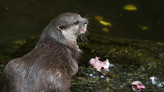 The Asian small-clawed otter, also known as the oriental small-clawed otter and the small-clawed otter, is eating the food