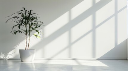 Soft morning sunlight casting gentle shadows on a plain white wall, creating a serene and calming atmosphere. stock photo 