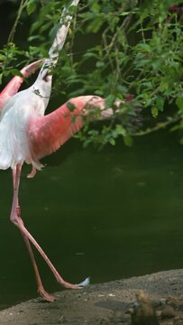 pink flamingo dancing in the zoo