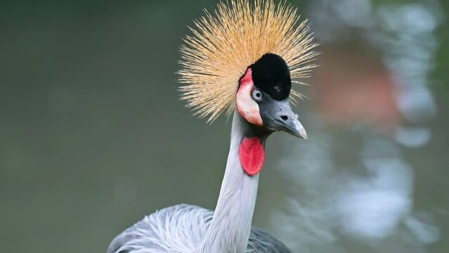 Grey Crowned Cranes is finding the food and it is African Wildlife birds in Maasai Mara National Reserve, Kenya