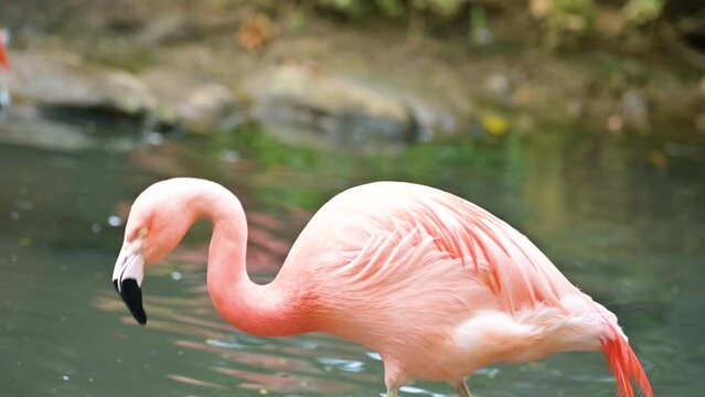 Flamingos or flamingos are a species of wading birds in the Phoenicopteridae family, the only bird family in the Phoenicopteriformes order.