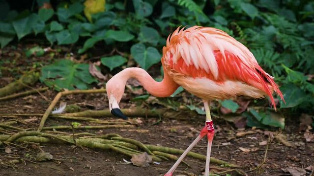 Flamingos finding the food in the safari zoo