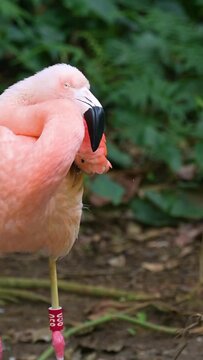 The American flamingo or Caribbean flamingo is dancing on the water.