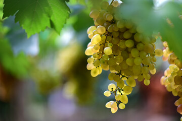close up shot of "viking" ,one of the most famous species of the table grape before harvest. © chakorn