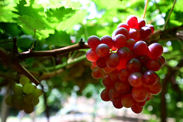 Close up shot of the red grapes in the vineyard. This is one of famous table grapes species name...
